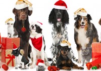 hundeweihnacht Kopie hundeweihnacht Kopie